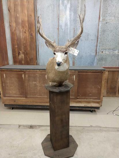 5x5 Mule Deer Pedestal Taxidermy Mount: 24.24 Rustic pedestal solid mount comes off the base for easy transport about 76" tall