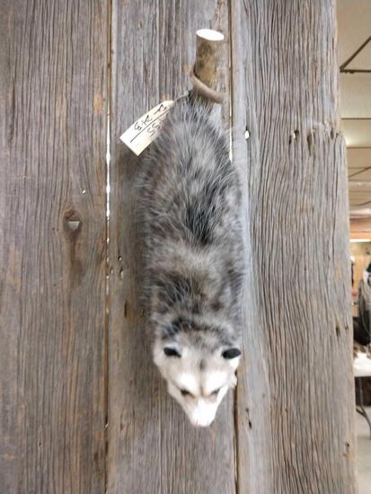 Opossum Full Body Taxidermy Mount: 54.55 Brand new mount hanging by it's tail