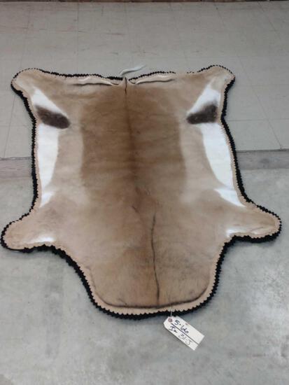 African Springbok Rug Taxidermy: 5.66 Nice rug with padded backing & double felt edges about 61" long x 45" wide
