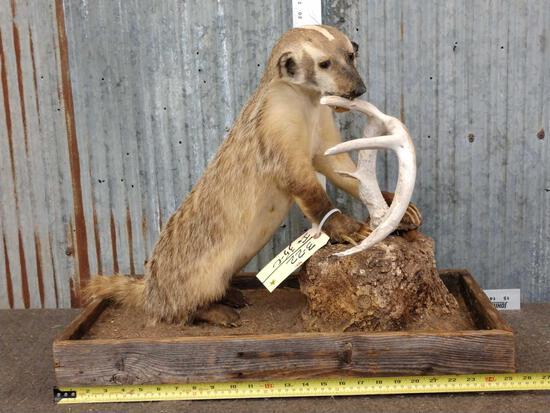 Badger Chewing On A Deer Antler Taxidermy: 3.22 Cool vintage piece !