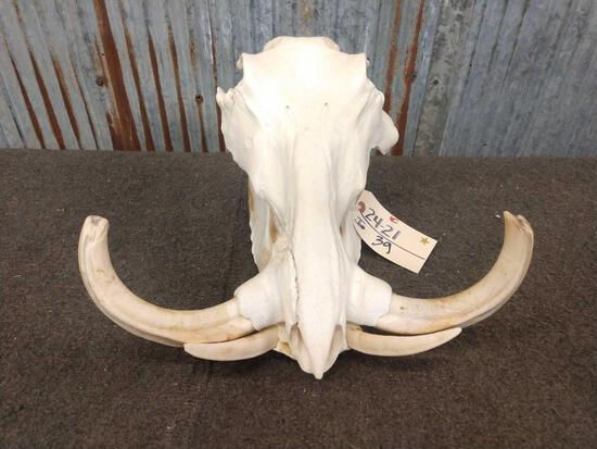 African Warthog Skull Taxidermy: 24.21 Big tusks