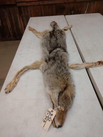 Canadian Wolf Tanned Fur: 8.52 About 69" long great wall hanger thick prime fur