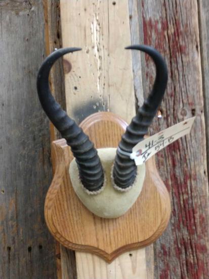 African Springbok Horns On Plaque Taxidermy: 41.3