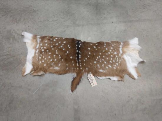 Axis Deer Back Skin Taxidermy: 2.65 nice color