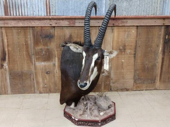 African Sable Table Top Pedestal Taxidermy: 21.63 Solid mount can be a floor or table top display