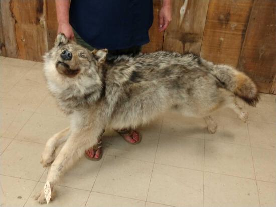 Big Alaskan Wolf Full Body Taxidermy Mount: 21.18 Thick prime fur with beautiful guard hairs . This wolf came out of a diorama so no base put him about anywhere !