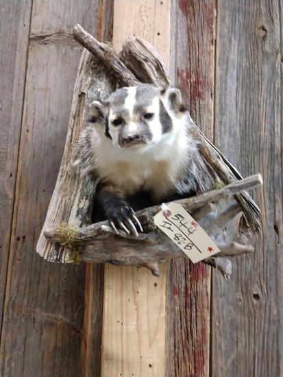 Badger In A Den Taxidermy Mount: 54.4 Brand new mount