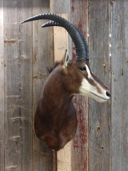 African Sable Shoulder Mount Taxidermy: 7.163 Great color with a few minor flaws looks great from a distance