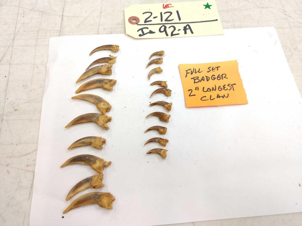 20 Badger Claws Taxidermy: 2.121 Great for crafts