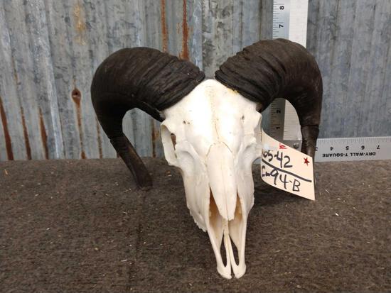 Ram Sheep Skull Taxidermy: 65.42 Nicely done skull