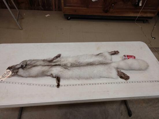 Soft Tanned Blue Ranch Fox Fur Taxidermy: 33.136 Brand new tan thick prime fur big bushy tail