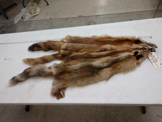 3 Soft Tanned Red Fox Furs: 33.139 pretty Fur