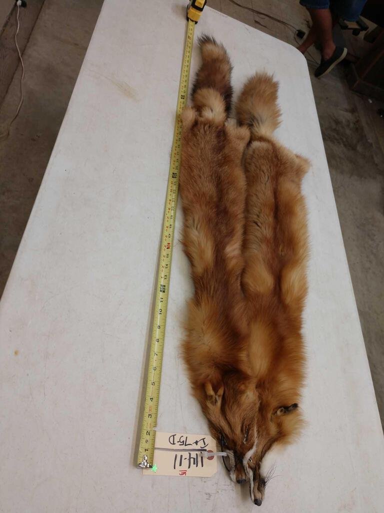 2 Soft Tanned Red Fox Furs Taxidermy: 114.11 Brand new tan