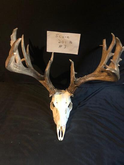 201 3/8" Whitetail Antlers On Skull: 44.3 Great look color added nice clean skull