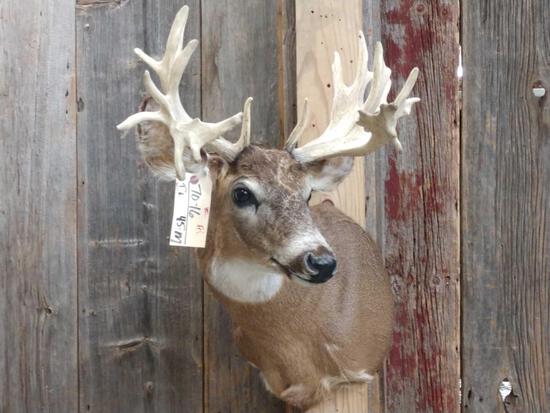 Mini Monster Nontypical Whitetail Shoulder Mount: 70.16 Cool looking mount cut off antlers mounted