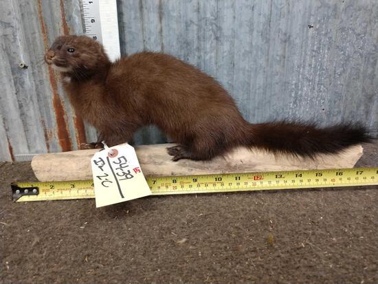 Mink Full Body Taxidermy Mount: 54.39 Brand new mount