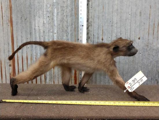 Baby Chacma Baboon Full Body Taxidermy Mount: 2.39 We have sold a LOT of baboons in the past but never one this small VERY hard piece to find ! Free standing mount so he can go about anywhere !