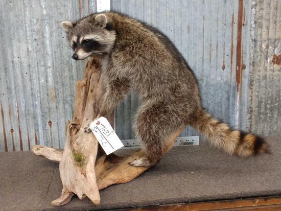 Raccoon Full Body Taxidermy Mount: 71.21 Brand new mount on driftwood Base