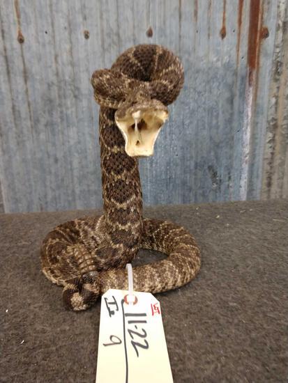 Diamond Back Rattlesnake Full Body Taxidermy Mount: 11.22 New mount striking pose