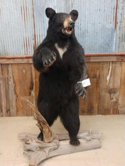Black Bear Full Body Taxidermy Mount: 18.1 On driftwood Base