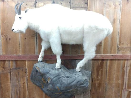 Mountain Goat Full Body Taxidermy Mount: 19.5 Awesome piece snow white hair big horns on a light weight artificial rock base Overall dimensions about 62" long x 77" tall x 21" out