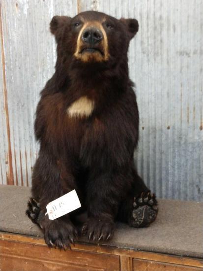 Juvenile Black Bear Full Body Taxidermy Mount: 11.35 Great mount in sitting pose free standing with no base so he can go about anywhere