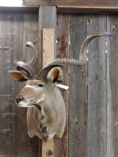Nice African Kudu Shoulder Mount Taxidermy: 65.17 Great color good hair about 51" tall x 39" wide x 42" out
