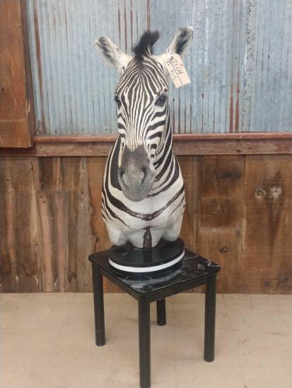 Zebra Pedestal End Table Taxidermy Mount: 21.64 Cool mount great color