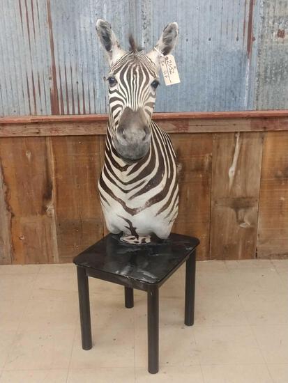 Zebra Pedestal End Table Taxidermy Mount: 21.52 Great mount with finished cutaway back