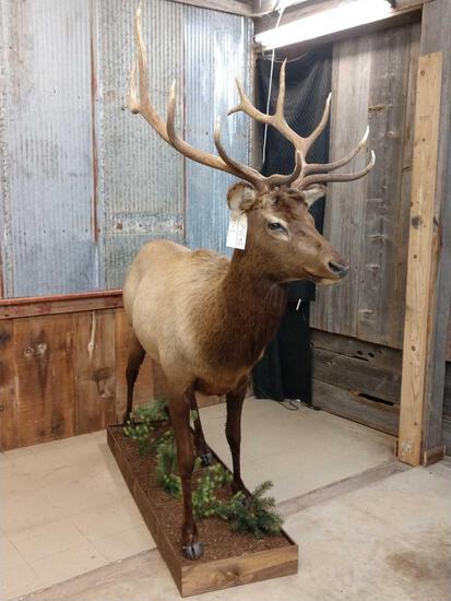 Ell Full Body Taxidermy Mount: 7.171 Nice mount on a habitat base with detachable antlers for easy transport about 92" tall x 92" long x 28" wide