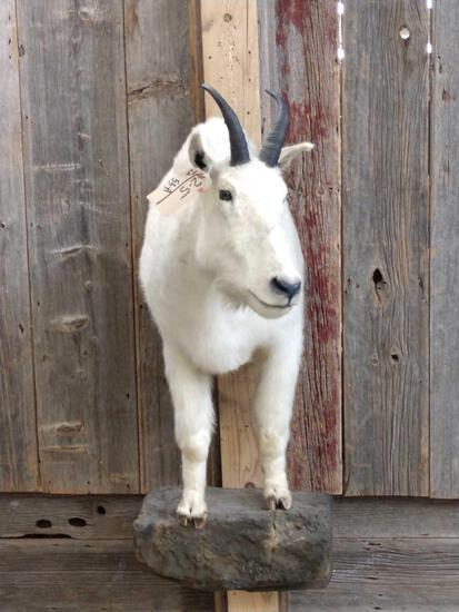 Mountain Goat Half Body Taxidermy Mount: 2.5 With a light weight artificial rock base about 47" tall x 20" wide x 35" out