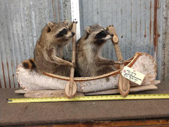 2 Raccoons In A Birch Bark Canoe: 71.27 Brand new mount