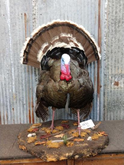 Nice Turkey Full Body Taxidermy Mount: 19.43 Nice mount great colors