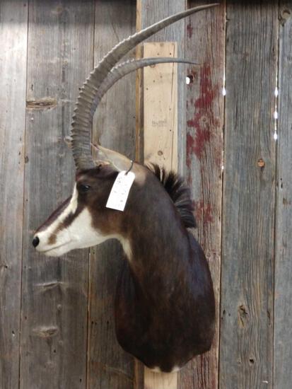 African Sable Shoulder Mount Taxidermy: 7.165 Nice mount great hair & color about 52" tall x 25 wide x 23" out