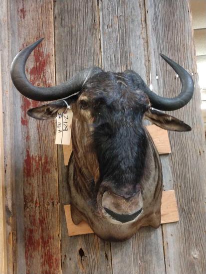 African Blue Wildebeest Shoulder Mount Taxidermy: 2.129 Nice mount great colors about 26" wide x 30" tall x 32" out