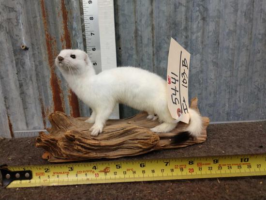 Weasel Full Body Taxidermy Mount: 54.41 Brand new mount on driftwood