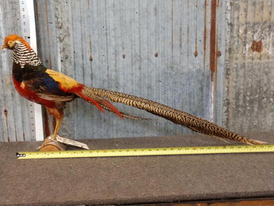 Golden Pheasant Full Body Taxidermy Mount: 5.53 nice mount vibrant colors 31" tail feathers