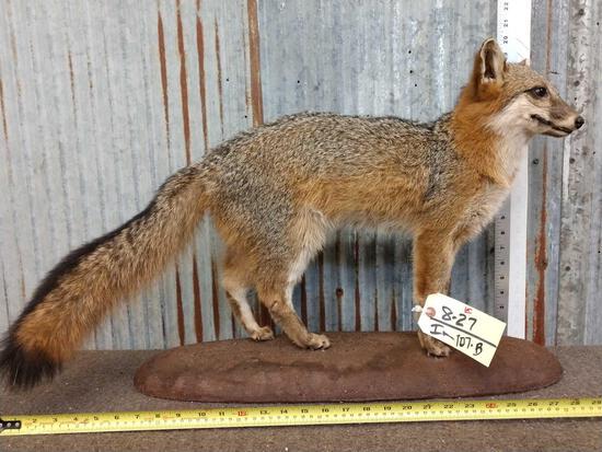 Grey Fox Full Body Taxidermy Mount: 8.27 On light weight base