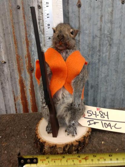 Hunting Squirrel Full Body Taxidermy: 54.84 Brand new mount