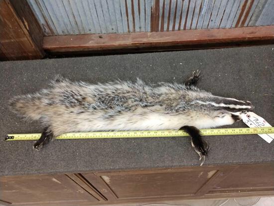 Soft Tanned Badger Fur Taxidermy: 76.2 Feet & claws intact pretty guard hairs
