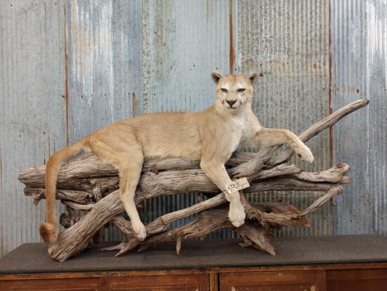 Mountain Lion Full Body Taxidermy Mount: 73.5 Good quality taxidermy with excellent facial features on a natural cedar log free standing base. This cat was mounted with a contoured belly & could lay on about any 6"- 8" beam Comes with an act