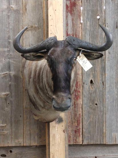 African Blue Wildebeest Shoulder Mount Taxidermy: 11.67 Nice clean mount cutaway back about 32" tall x 28" wide x 29" out