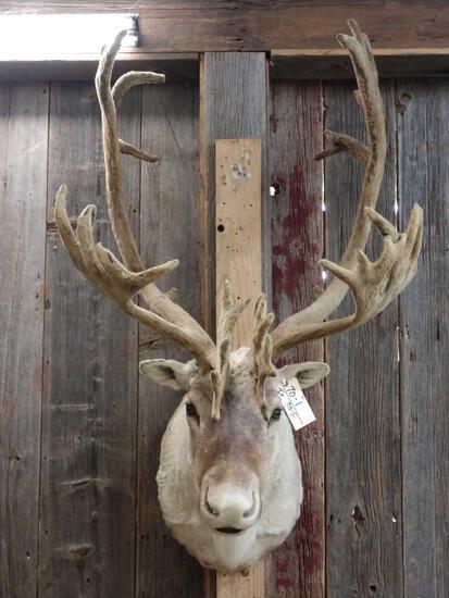 Caribou In Velvet Shoulder Mount Taxidermy: 70.1 Solid mount big double shovel antlers about 58" tall x 37" wide x 37" out