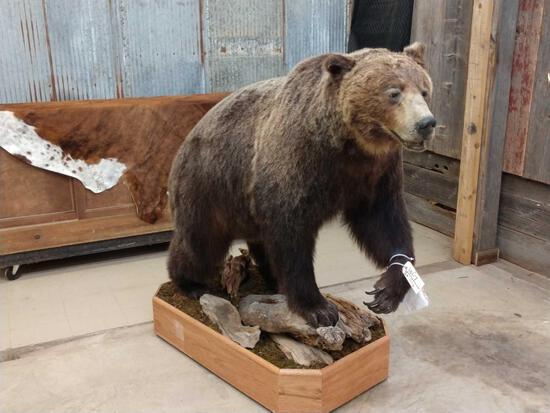 Beautiful Alaskan Kodiak Bear Full Body Taxidermy Mount: 101.7 Probably one of the best hair color bears you will find ! Absolutely THICK Prime Fur with silver tip guard hairs that enhance the already impressive color with huge realistic reproduction claws