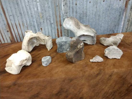 9 Fossilized Whale Vertebrae / Bones: 33.99 Partially / Mostly fossilized net weight 20 lbs probably Pleistocene period