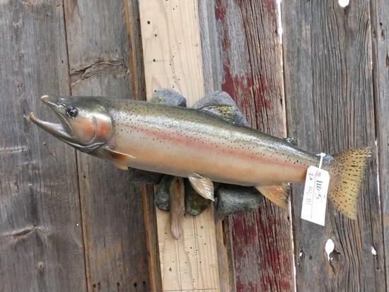 29" Steelhead Trout Real Skin Fish Taxidermy: 110.5 Nice mount great taxidermy & artwork on light weight artificial rock hanger