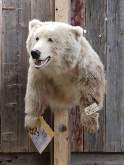 Alaskan Kodiak Brown Bear Half Body Taxidermy Mount: 33.57 Not too many half Body mounts like this out there for sale ! Thick shaggy hair with big real claws about 40" tall x 28" wide x 41" out