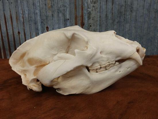 Alaskan Grizzly Bear Skull Taxidermy: 33.37 Nice skull professionally done about 16" long x 9" wide