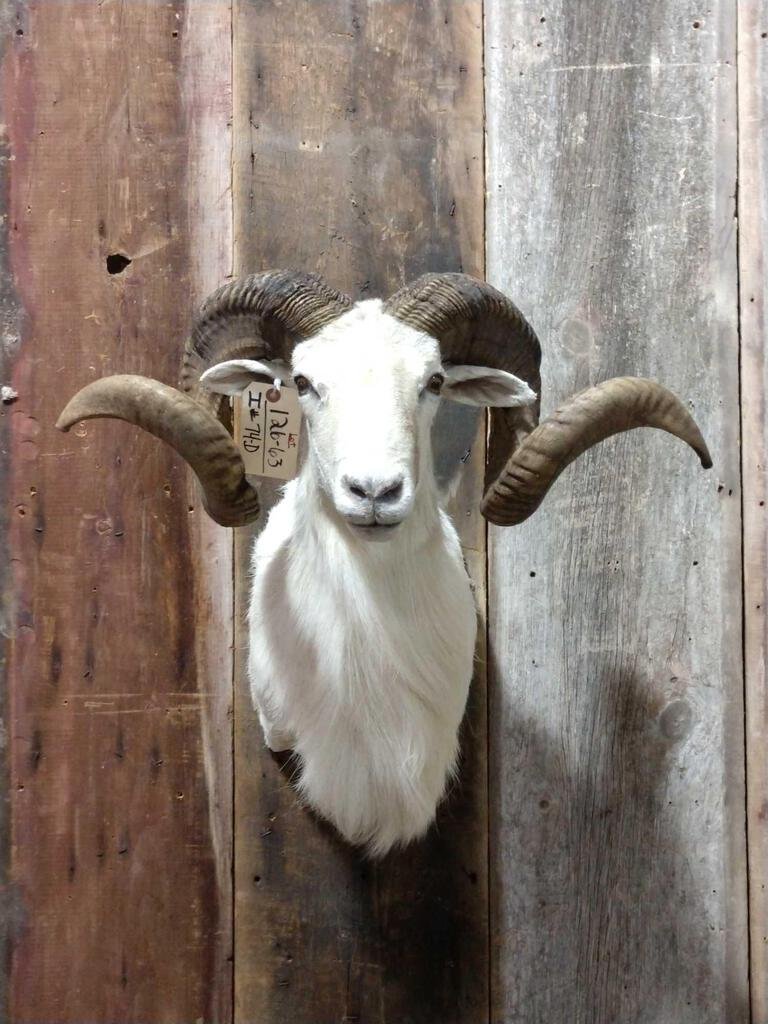 Texas Dall Ram Sheep Shoulder Mount Taxidermy: 126.63 Big horns almost a double curl overall about 25" tall x 25" wide x 21" out