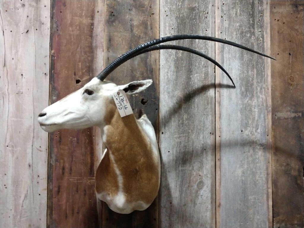 Scimitar Horn Oryx Shoulder Mount Taxidermy: 126.66 With paperwork from Texas new mount about 37" tall x 45" wide x 19" out